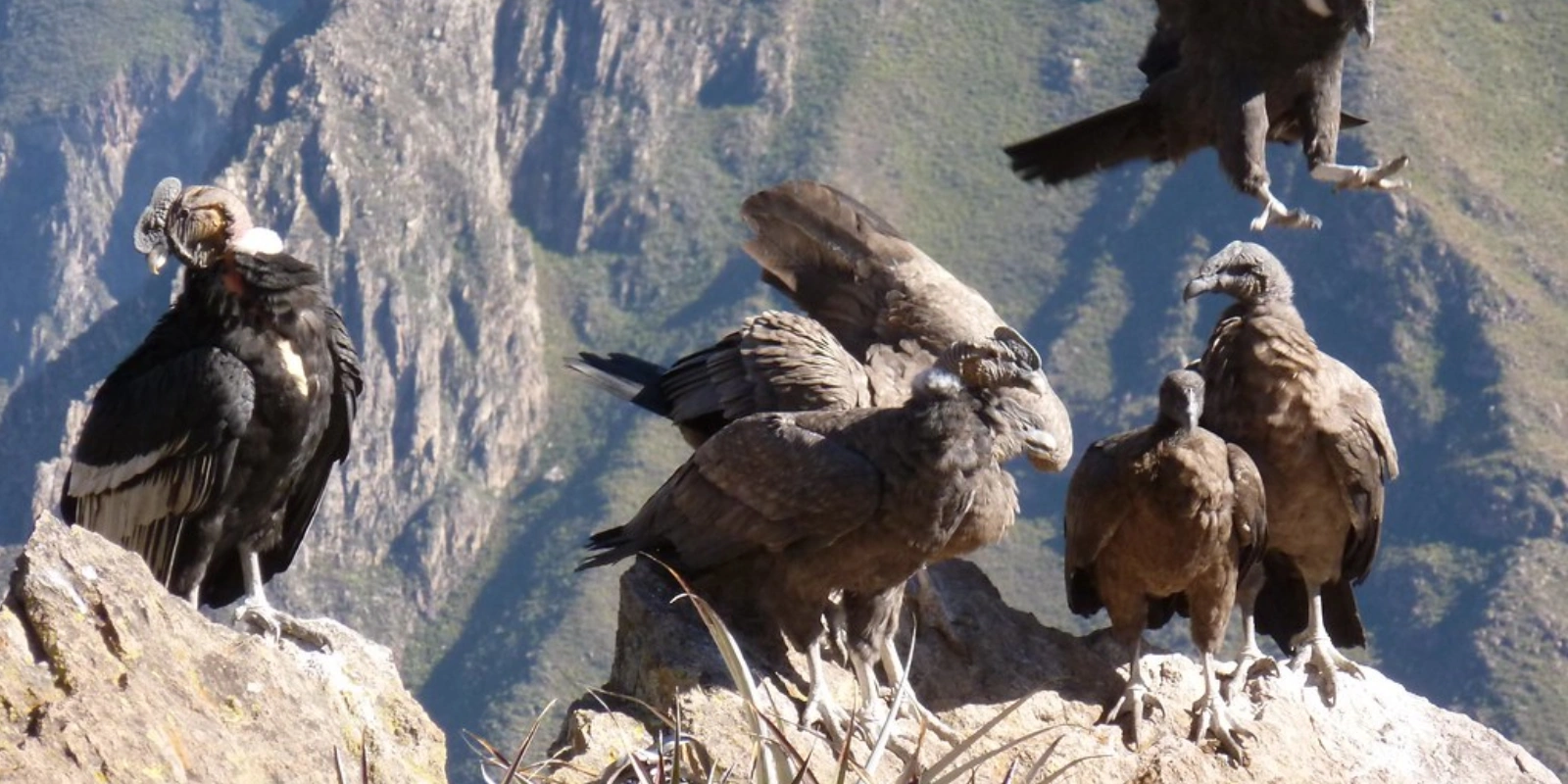 Aventura Peruana 15 días